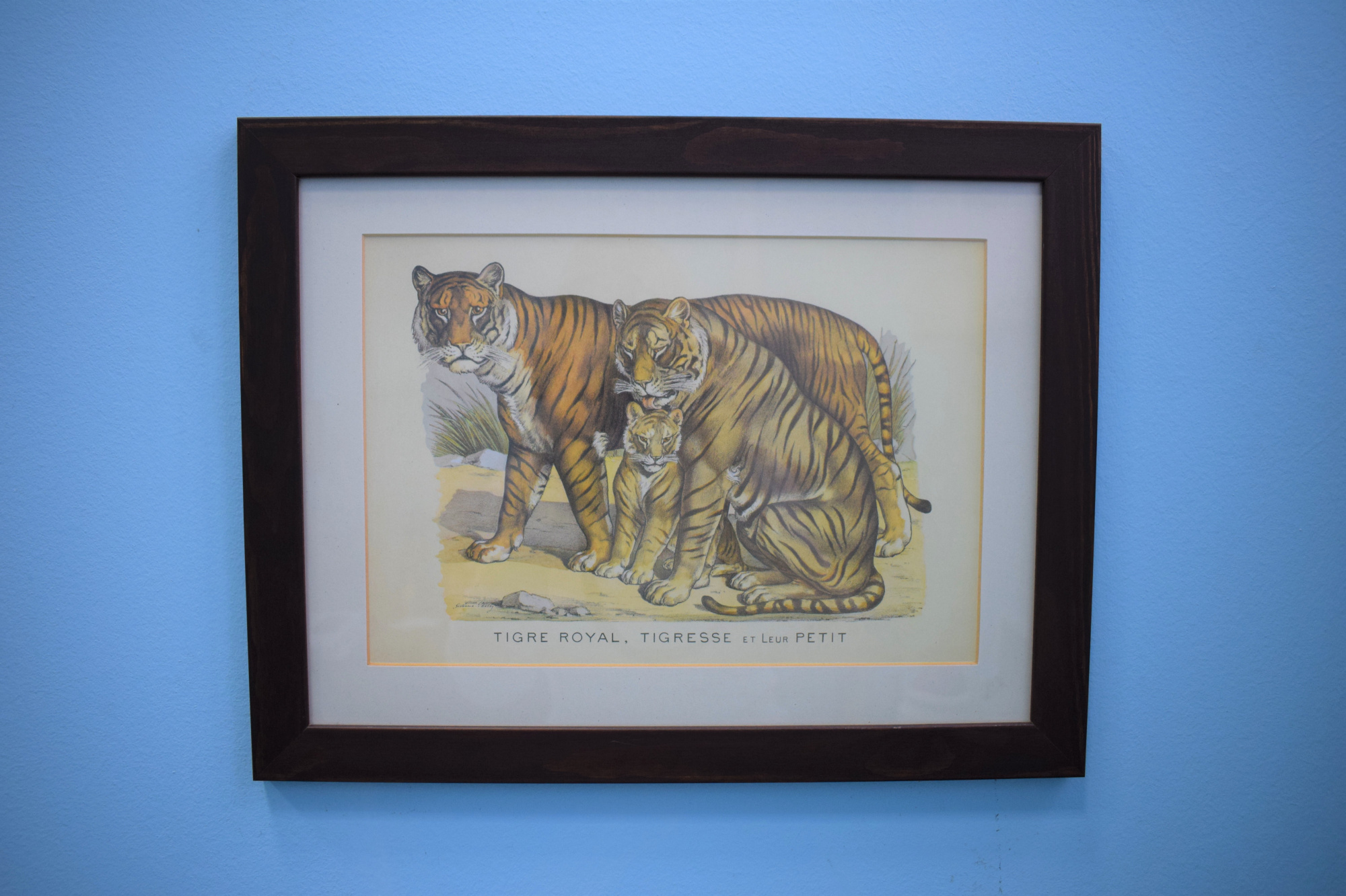 Постер Тигры